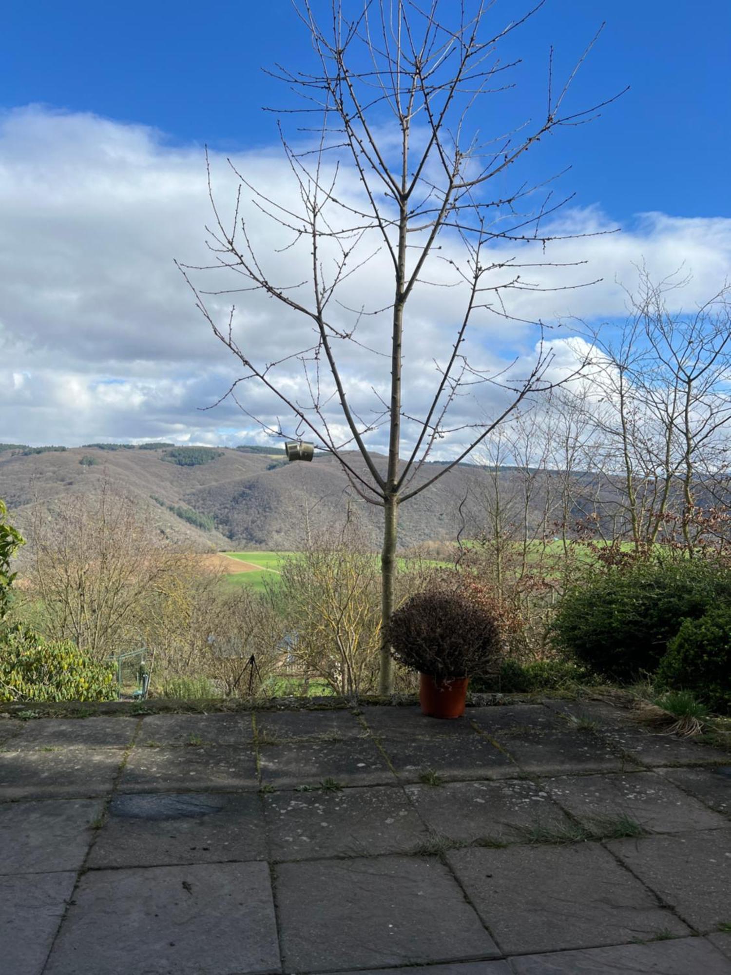 Ferienwohnung Pfalzblick Bacharach Buitenkant foto